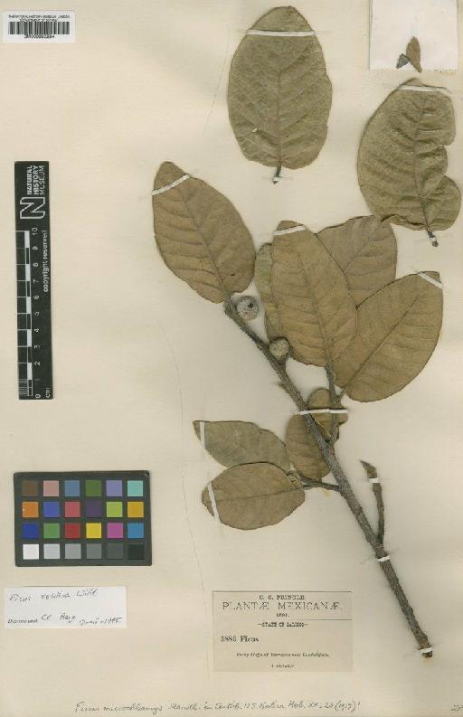 Ficus velutina Willd. - BM000993284