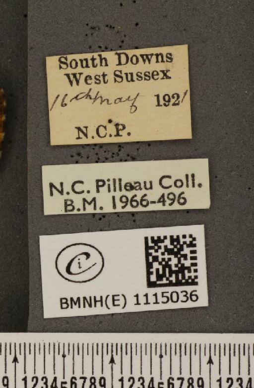 Anthocharis cardamines britannica Verity, 1908 - BMNHE_1115036_label_67945