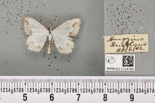 Scopula ornata (Scopoli, 1763) - BMNHE_1714799_268319