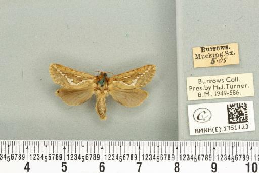 Korscheltellus lupulina ab. dacicus Caradja, 1893 - BMNHE_1351123_186235