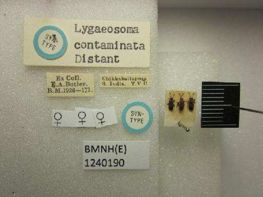 Lygaeosoma contaminata Distant, 1918 - Lygaeosoma contaminata-BMNH(E)1240190-Syntype female dorsal & labels