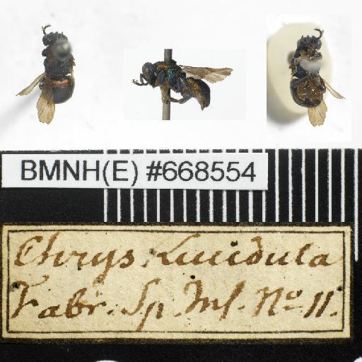 Chrysis lucidula Fabricius, 1775 - Chrysis_lucidula-BMNH(E)#668554-habiti