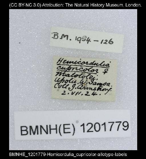 Hemicordulia cupricolor Fraser, 1927 - BMNHE_1201779-Hemicordulia_cupricolor-allotype-labels