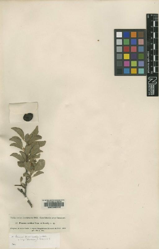 Prunus divaricata Ledeb. - BM000622012