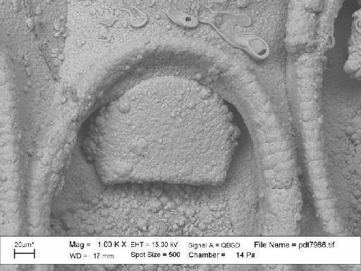 Electra monostachys (Busk, 1854) - BZ 5453. Electra monostachys (pdt 7966)