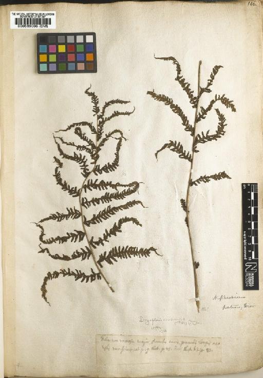 Polypodium heteroclitum Desv. - BM000589396