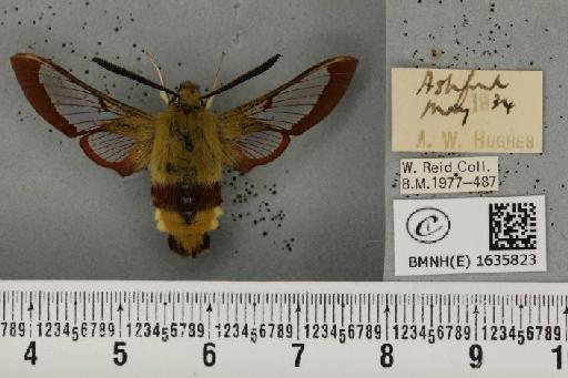 Hemaris fuciformis (Linnaeus, 1758) - BMNHE_1635823_205490