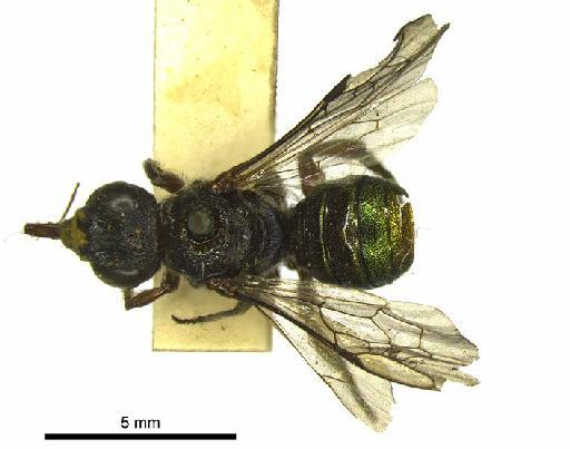 Ceratina (Calloceratina) rufipes Smith, F., 1879 - 969505 Ceratina rufipes type habitus dorsal