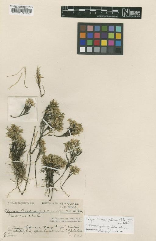 Glossorhyncha gibbsiae (J.J.Sm.) Schltr. - BM000061175