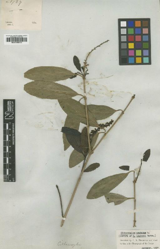 Citharexylum caudatum L. - BM000992735