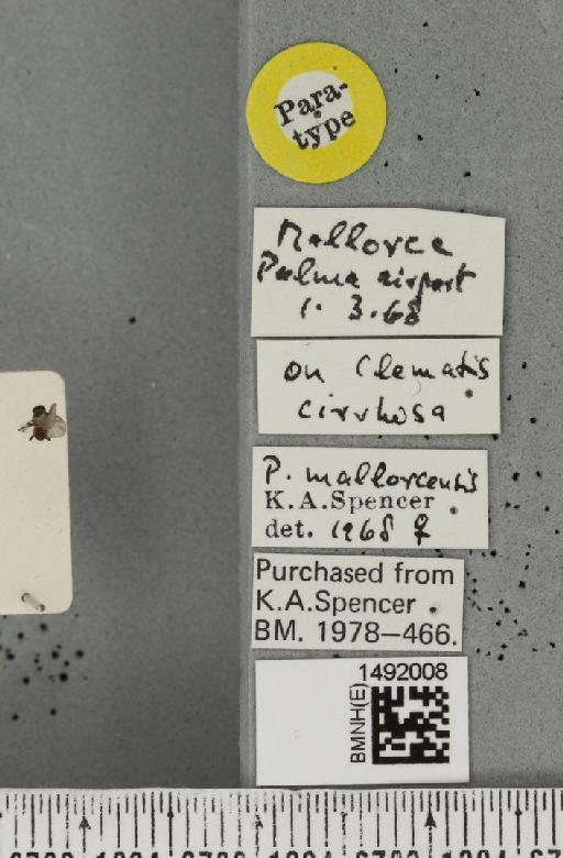 Phytomyza mallorecensis Spencer, 1969 - BMNHE_1492008_label_53708