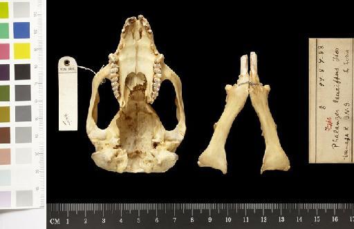 Phalanger leucippus Thomas, 1898 - 1897.8.7.88_Skull_Ventral