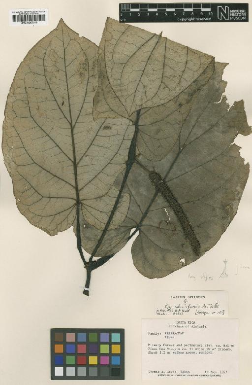Piper calcariformis Tebbs - BM001067348