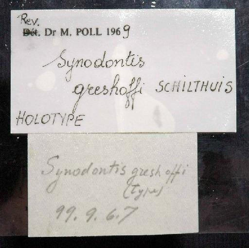 Synodontis greshoffi Schilthuis, 1891 - 1899.9.6.7; Synodontis greshoffi; image of jar label; ACSI project image