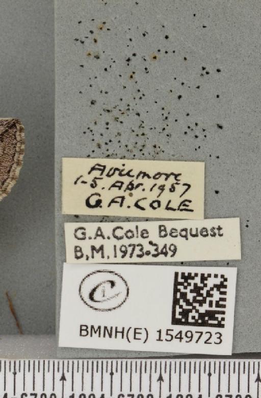 Achlya flavicornis scotica ab. rosea Tutt, 1891 - BMNHE_1549723_label_239367