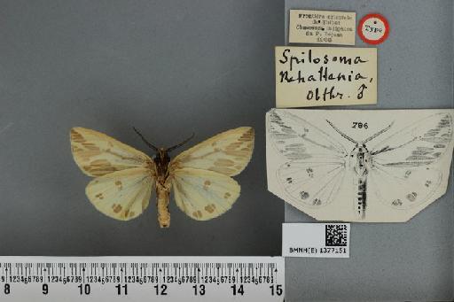 Diacrisia nehallenia Oberthür, 1911 - BMNH(E) 1377151 Spilosoma nehallenia Oberthur type ventral