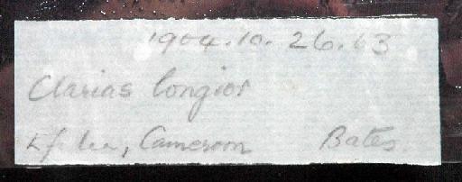 Clarias longior Boulenger, 1907 - 1904.10.26.63; Clarias longior; image of jar label; ACSI project image