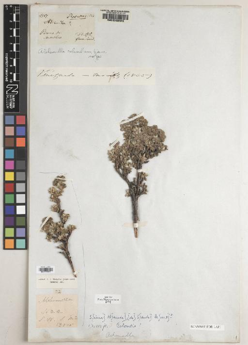 Alchemilla polylepis Wedd. - BM000629545