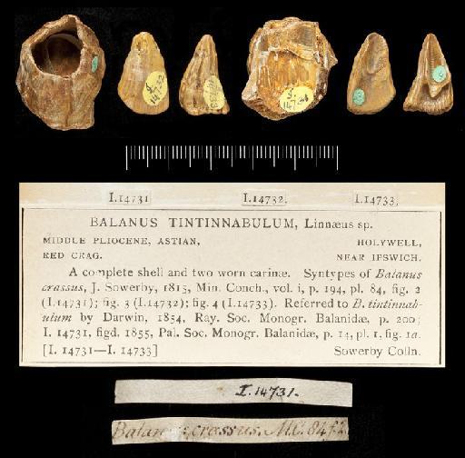 Balanus tintinnabulum (Linnaeus, 1758) - 14731