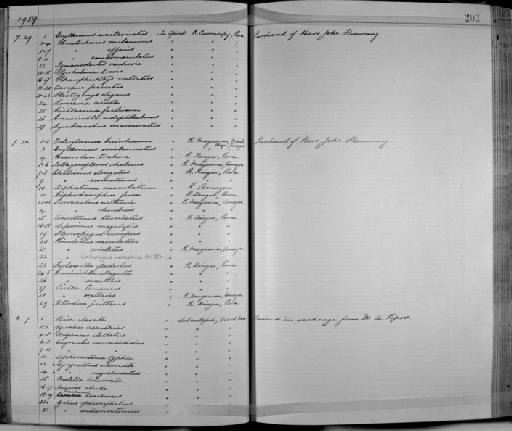 Farlowella gladiolus (Günther, 1864) - Zoology Accessions Register: Fishes: 1912 - 1936: page 202