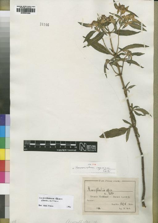 Haumaniastrum villosum (Benth.) Paton - BM000910033