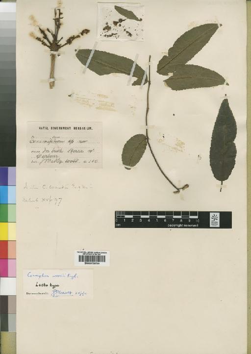 Commiphora woodii Engl. - BM000798799