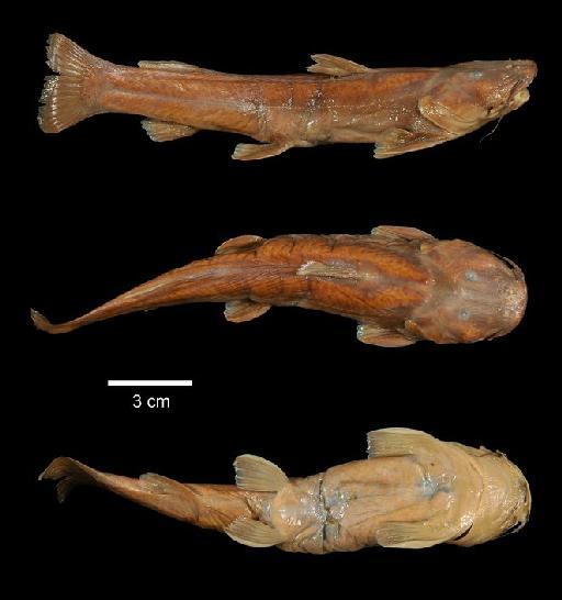 Amphilius grandis Boulenger, 1905 - 1904.12.23.50-52a; Amphilius grandis; type; ACSI Project image