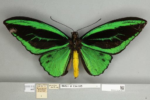 Ornithoptera priamus poseidon Doubleday, 1847 - 013603973__