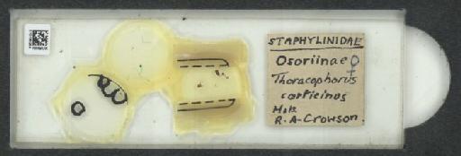 Thoracophorus corticinus Motschulsky, 1837 - 010189284_127044_1016914