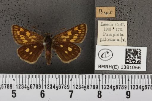 Carterocephalus palaemon (Pallas, 1771) - BMNHE_1381066_176706