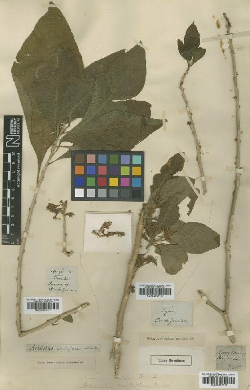 Acnistus cauliflorus (Jacq.) Schott - BM000992113