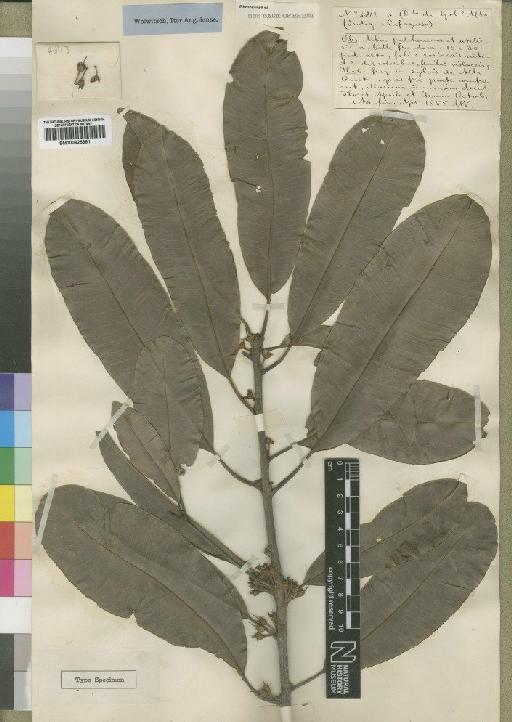 Manilkara frondosa (Hiern) H.J.Lam - BM000925391