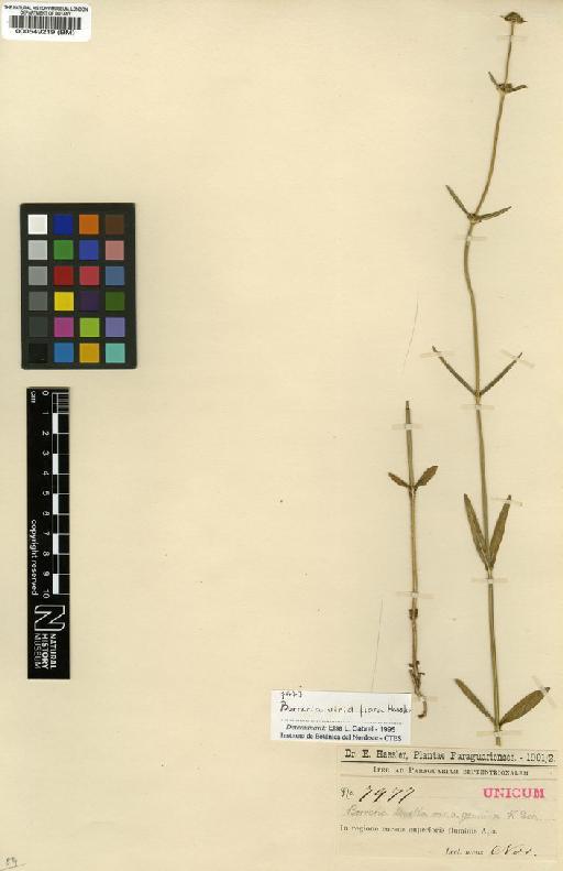 Borreria viridiflora Chodat & Hassl. - BM000549219