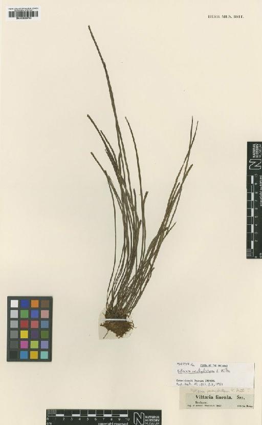 Vittaria pachydictyon N.J.C.Muell. - BM000936743