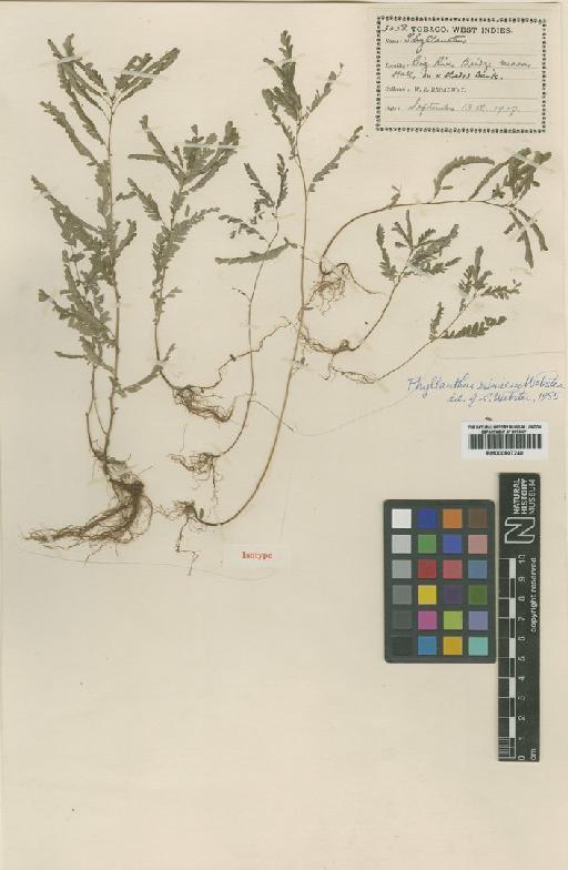 Phyllanthus mimicus G.L.Webster - BM000907240