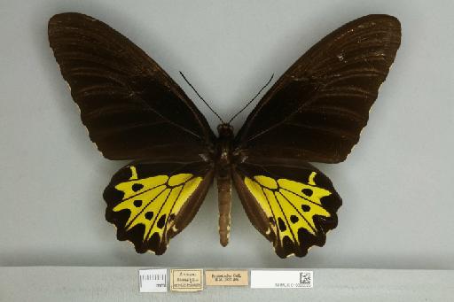 Troides helena cerberus Rothschild, 1895 - 013606325__599291