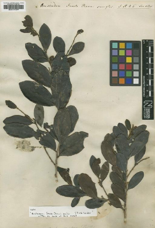 Diospyros ellipticifolia (Stokes) Bakh. - BM001015977