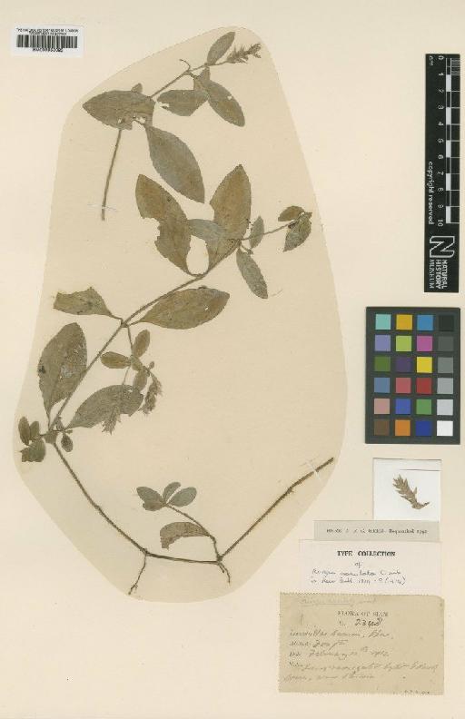 Rungia maculata Craib - BM000950082