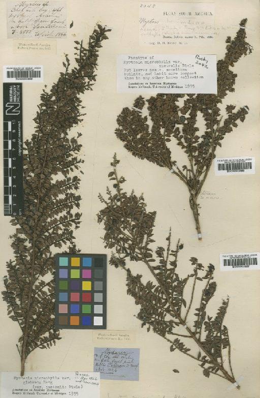 Myrteola microphylla (Humb. & Bonpl.) O.Berg - BM000953666