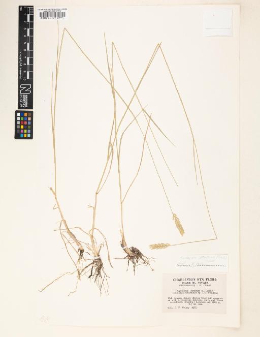 Agropyron desertorum (Fisch. ex Link) Schult. - 000094437