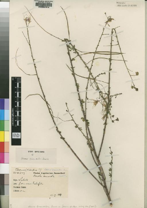 Cleome gossweileri Exell - BM000629016