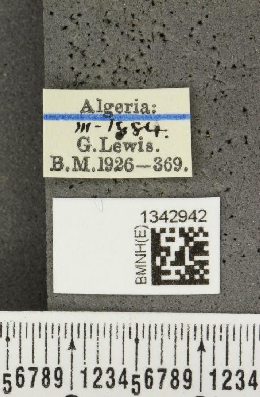 Lilioceris (Lilioceris) lilii stercoraria (Linnaeus, 1767) - BMNHE_1342942_label_13091