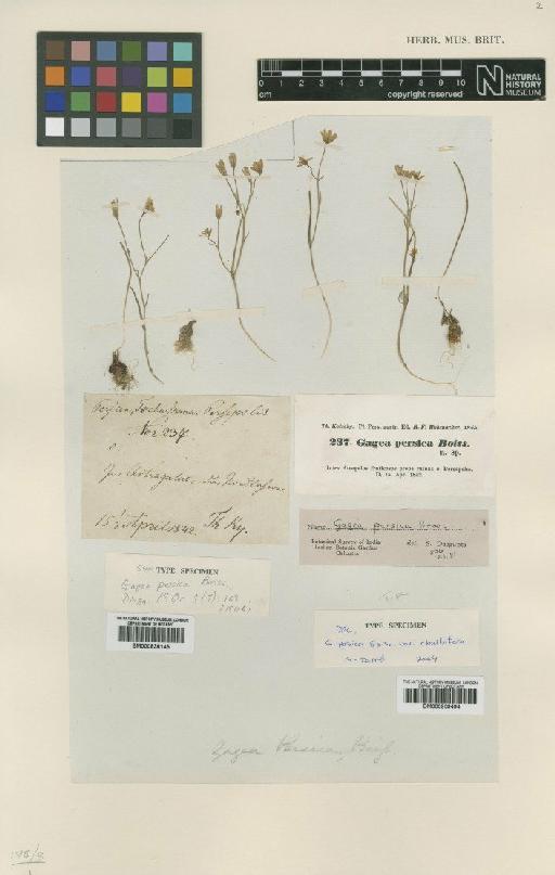 Gagea persica Boiss. - BM000939494 (2)