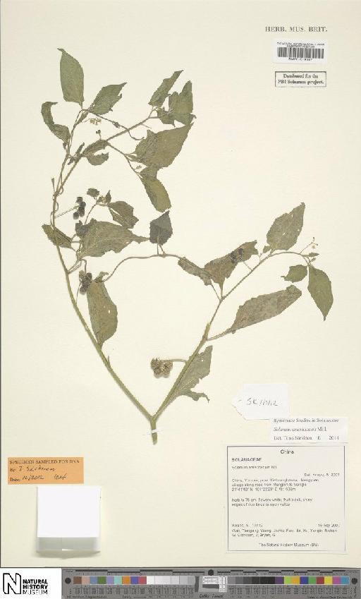 Solanum americanum Mill. - BM001019387