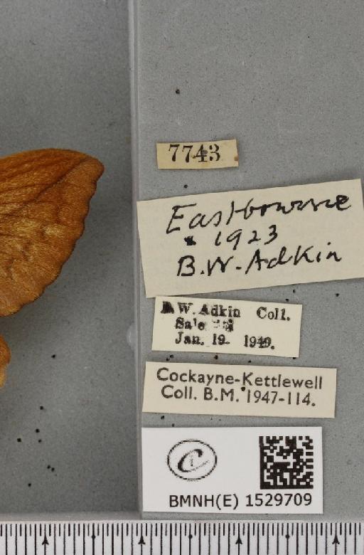 Euthrix potatoria ab. obscura Closs, 1920 - BMNHE_1529709_label_197188