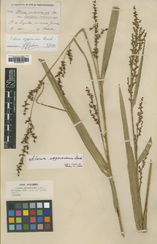 Scleria eggersiana Boeckeler - BM000938406