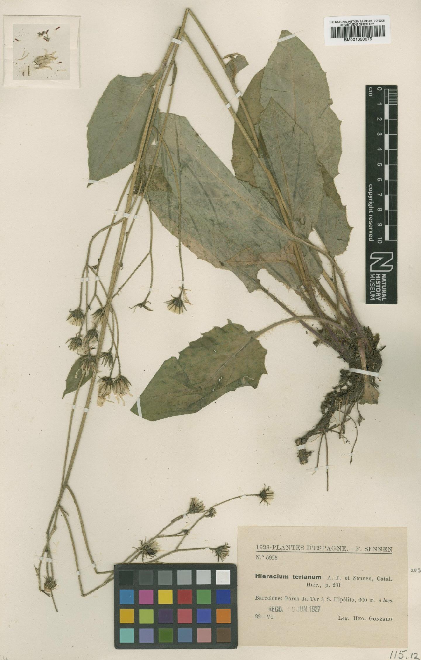 To NHMUK collection (Hieracium bicolor subsp. bourgaei (Boiss.) Zahn; TYPE; NHMUK:ecatalogue:2398041)