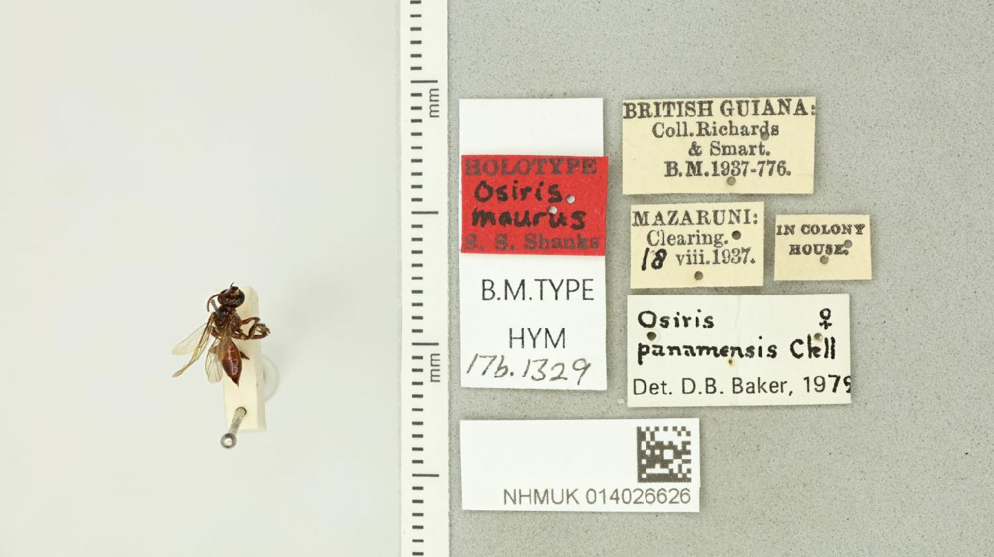 Osiris maurus