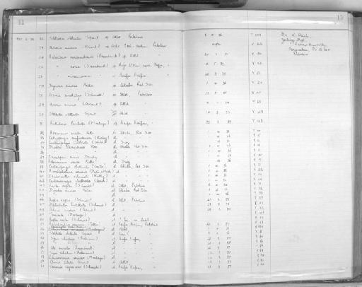 Stelletta stellata Topsent, 1893 - Zoology Accessions Register: Spongiida: 1938 - 1954: page 11