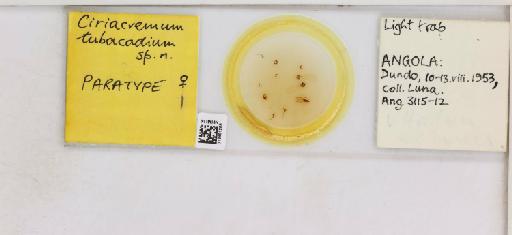 Ciriacremum tubacidium Hollis, 1976 - 013481268_117178_1145850_157711